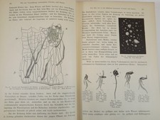 A. Maurizio - Getreide, Mehl